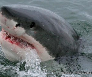 1986 se Haai in Hawe